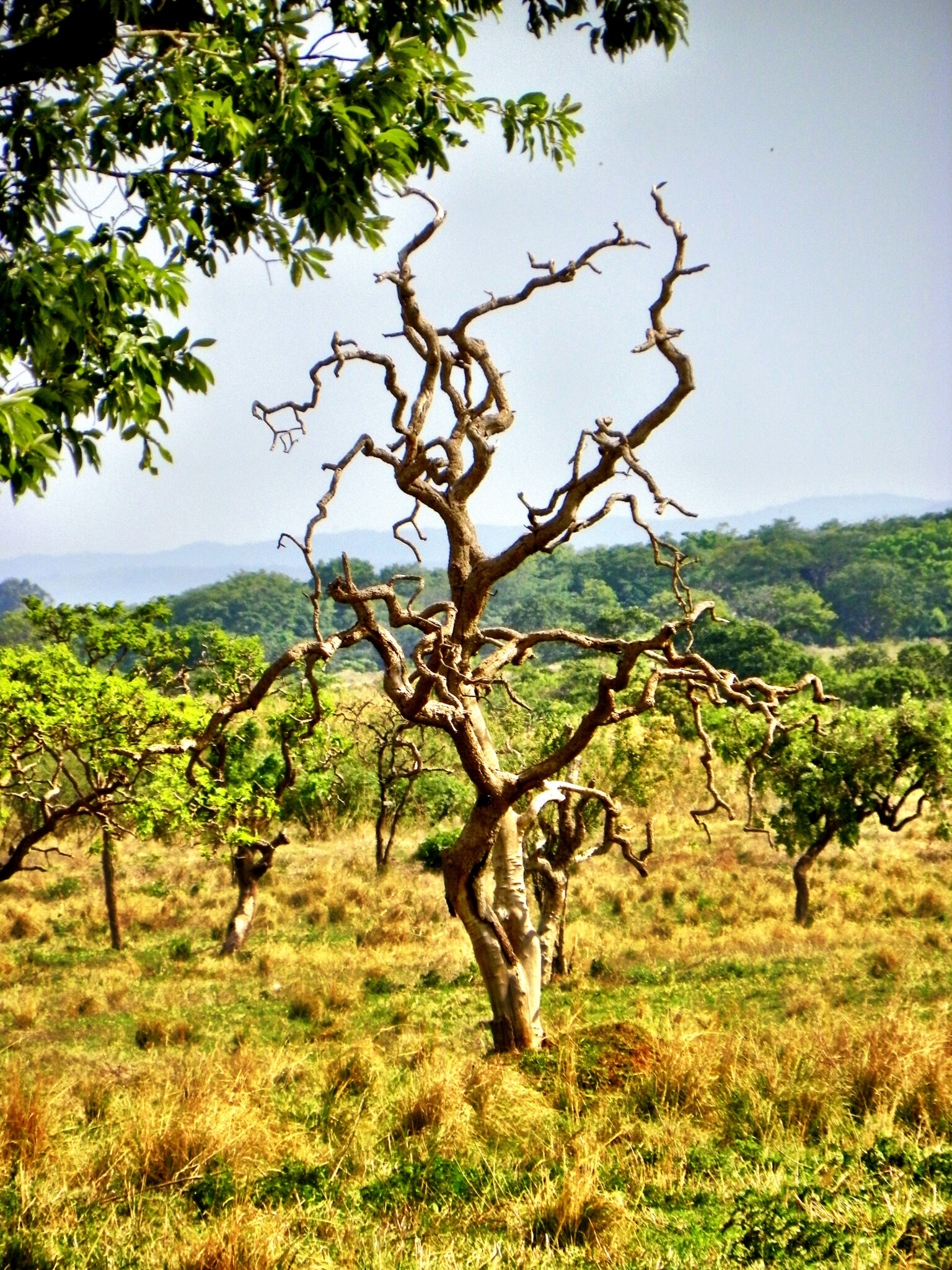 Photo : Google