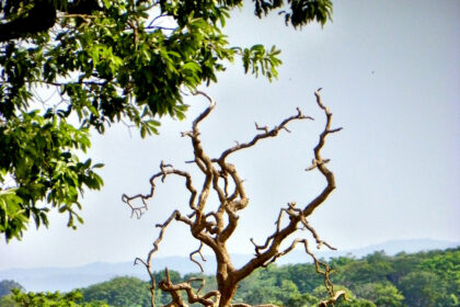 Photo : Google