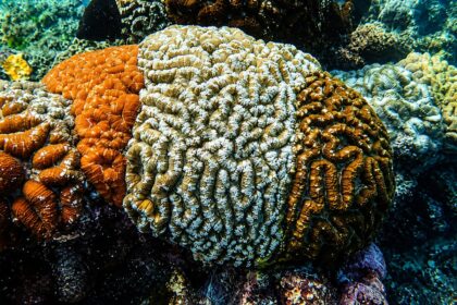 Credit: ICAR-Central Marine Fisheries Research Institute